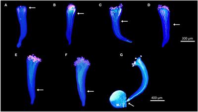 Combined transcriptomic and proteomic analysis reveals multiple pathways involved in self-pollen tube development and the potential roles of FviYABBY1 in self-incompatibility in Fragaria viridis